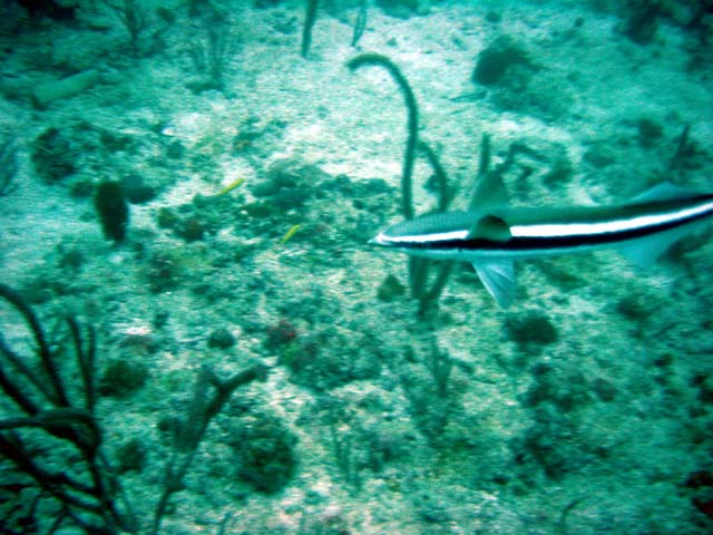 Dsc00040