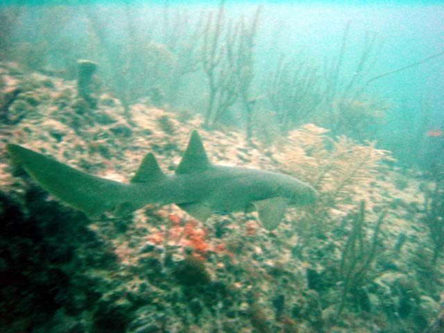 Dsc00052
