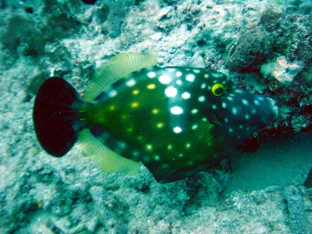 Dsc00062