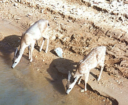 96fawn.jpg (53379 bytes)