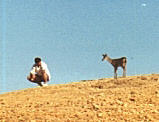 96kevdeer.jpg (5498 bytes)