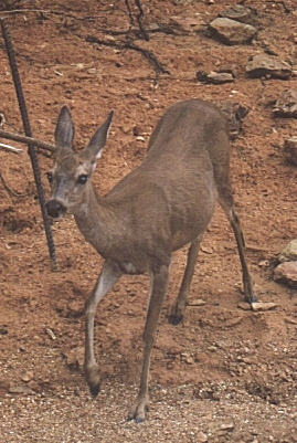 99deer.jpg (35642 bytes)