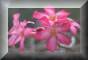 pretty flower