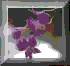 pretty orchid