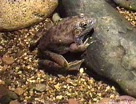 Exploratorium the frogs