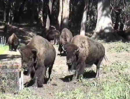 Bison in the park