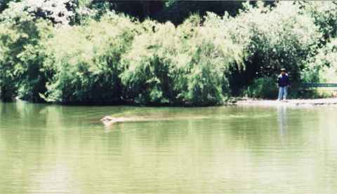Dog fetching stick in pond