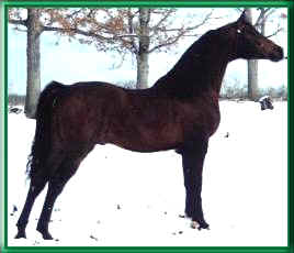 SGA Sam Paso -- Multi - Champion Stallion