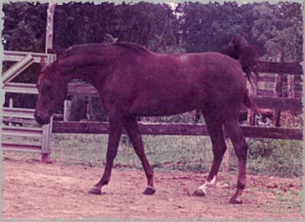 Chabri Arshanna