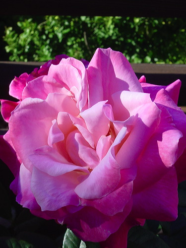 dsc01590.jpg