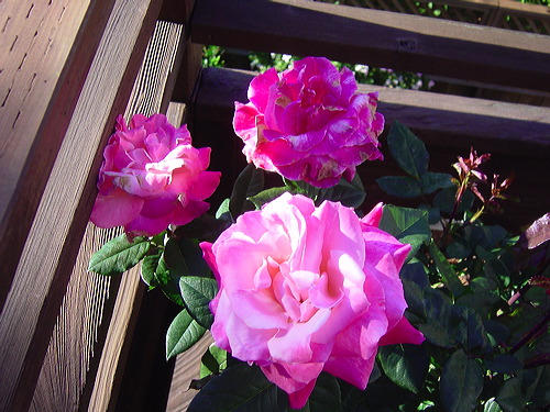dsc01591.jpg