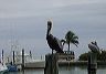 pelican