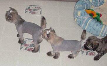 Follow the leader