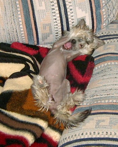 Puppy
