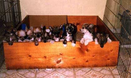 9 pups!