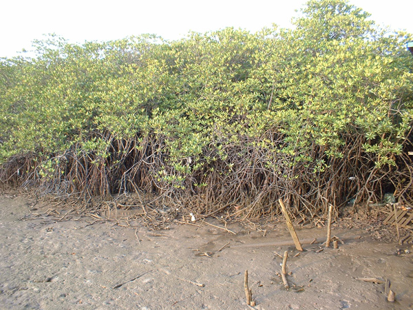 Plant by the sea