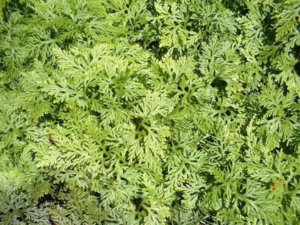 DSCF0034
