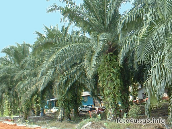 Oil palm tree