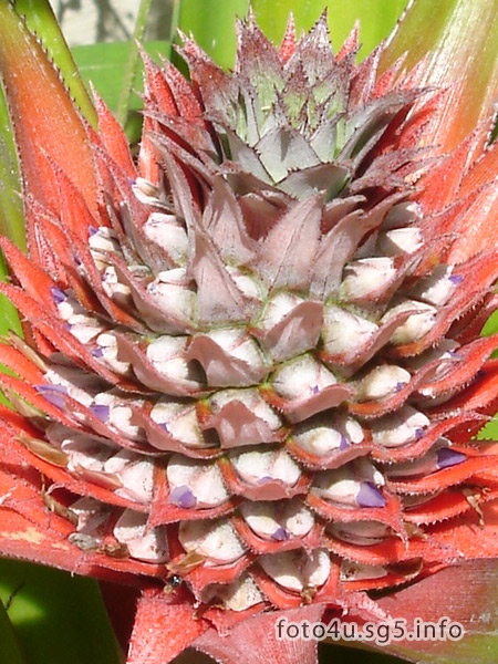 Pineapple