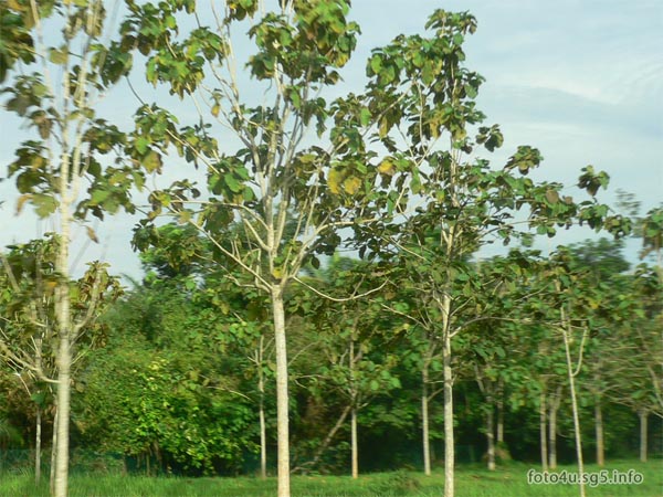 Teak tree