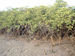 Plants by the sea