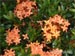 Flower 01