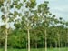 Teak tree, image
