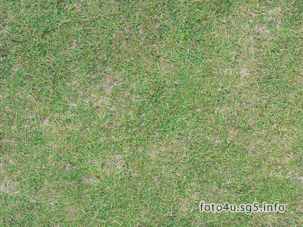 Grass