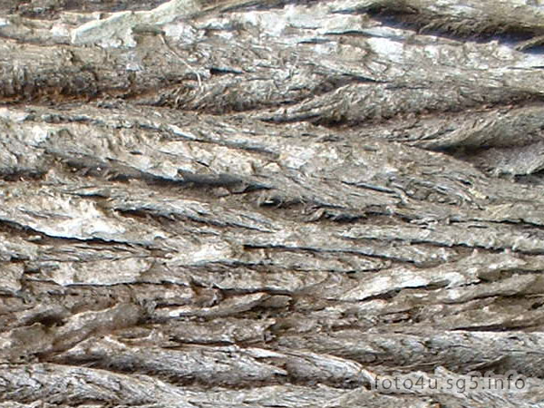 Tree skin