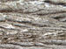 Tree skin