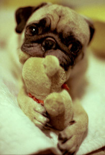 picture of pug