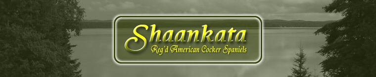 Shaankata Reg'd American Cocker Spaniels