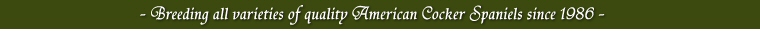 Breeding all varieties of quality American Cocker Spaniels since 1986