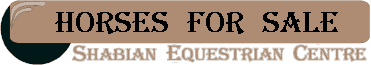 Horses for Sale