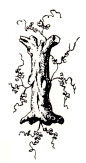 Woody I