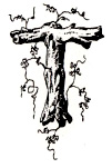 Woody T