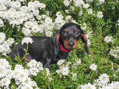 Black & Red Smooth Coat Male...