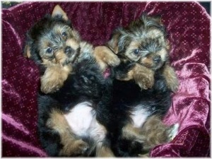 Two little boys...