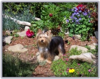 Iris, our beautiful Yorkshire Terrier...