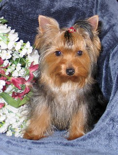 Click to view a few past puppies...&nbsp; Fancy is a half-sister to Bailey's new litter!!!