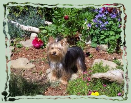 Iris, our beautiful Yorkshire Terrier girl...
