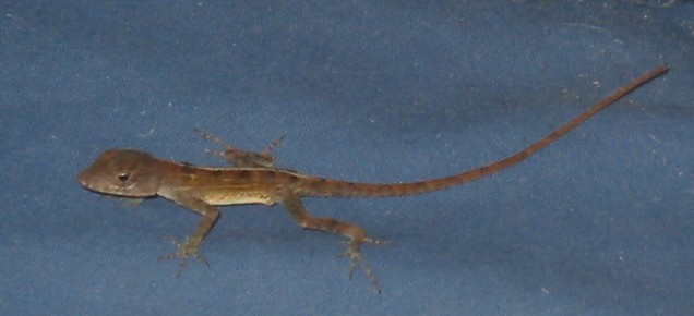 lizard