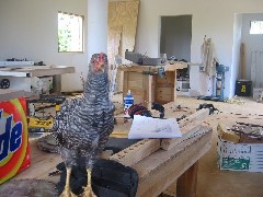 shop chicken