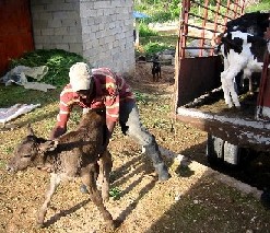 felix loading a stubborn calf