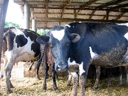 cows