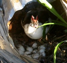 duck nest