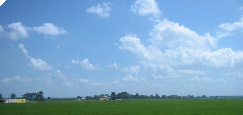 rice fields