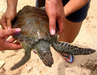 turtle1