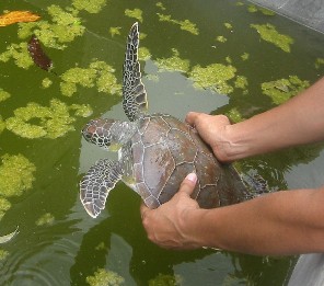 turtle2