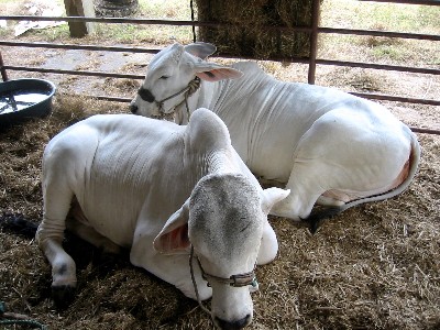 brahmancalves